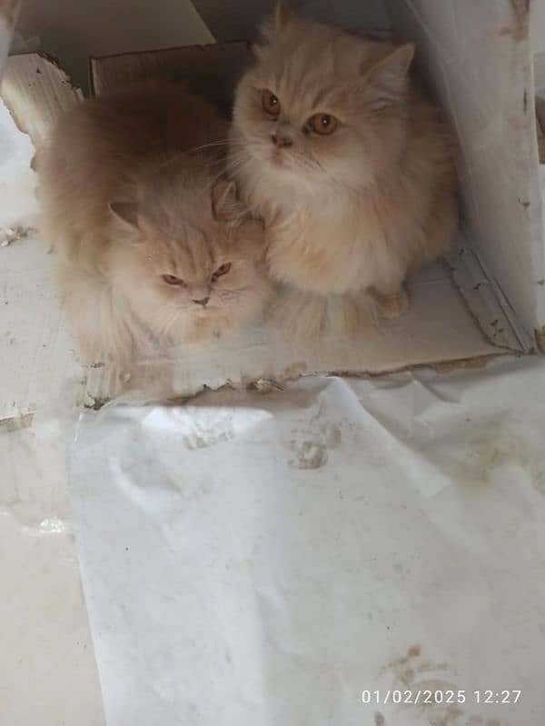 Persian cats For sale 3 1