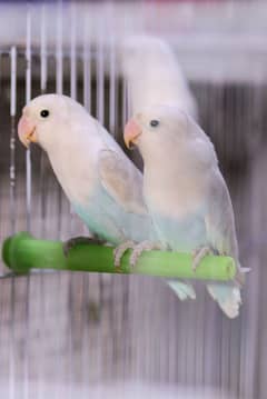 Blue Pestalino Pair Love Birds