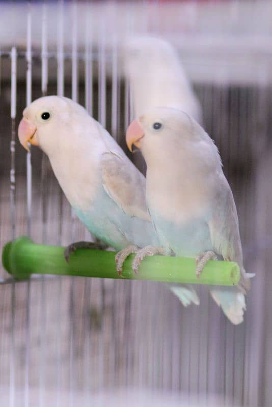 Blue Pestalino Pair Love Birds 0