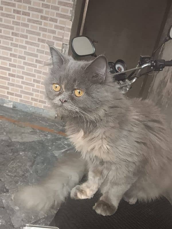 Persian cat 0