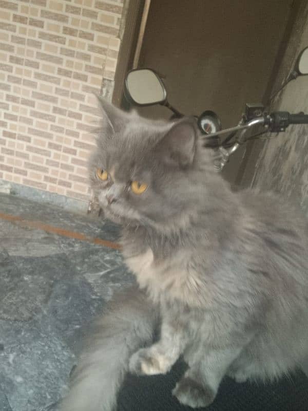 Persian cat 4