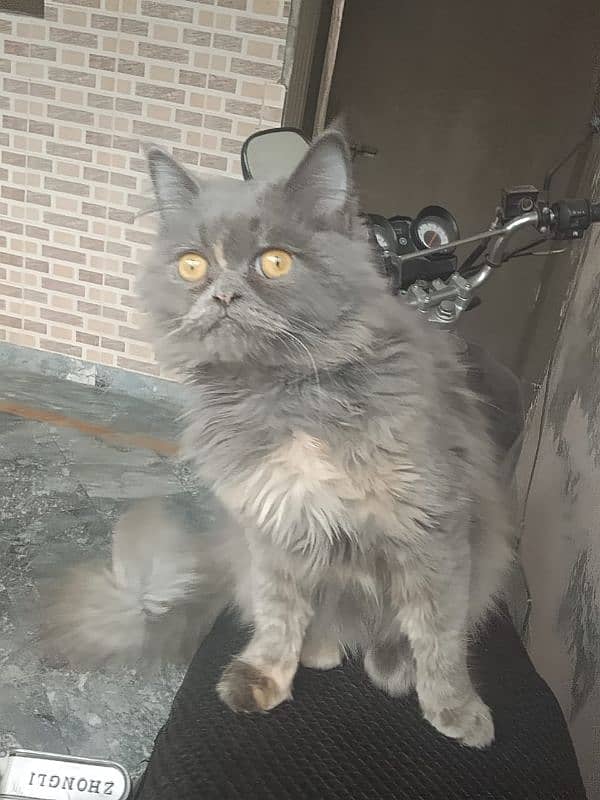 Persian cat 5