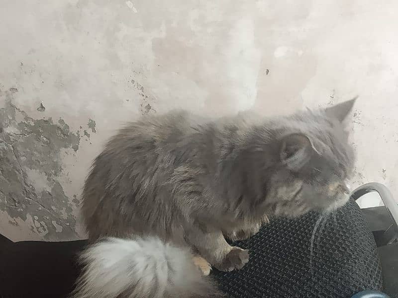 Persian cat 7