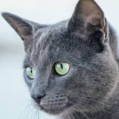 Russian blue breed