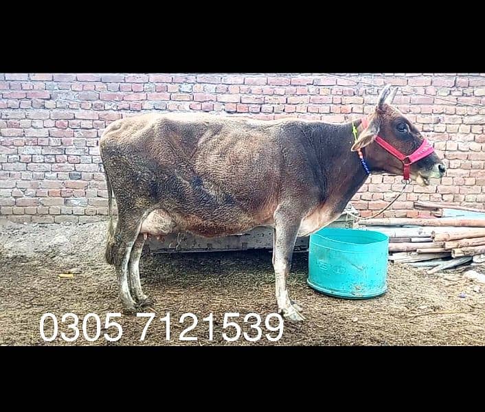 Friesian cholastani cow 0