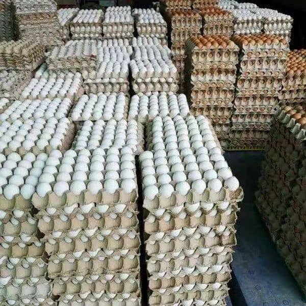 wholesale eggs dealer 0