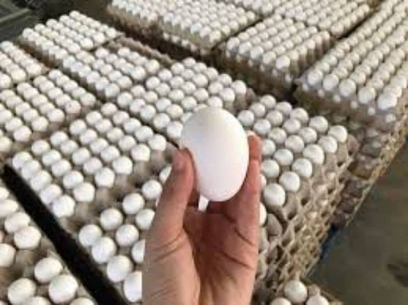 wholesale eggs dealer 1