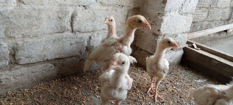 Heera chicks 9