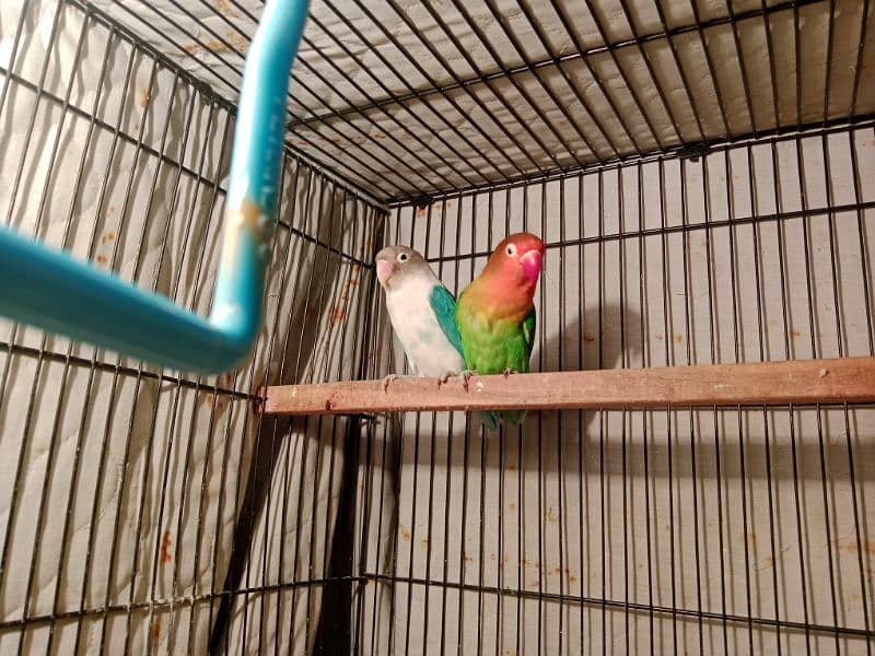 parrot 1