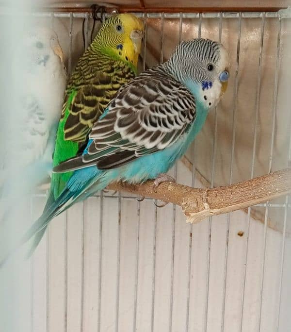 Budgies Pair For Sale 0