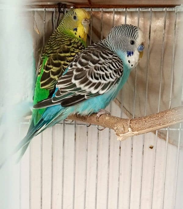 Budgies Pair For Sale 1