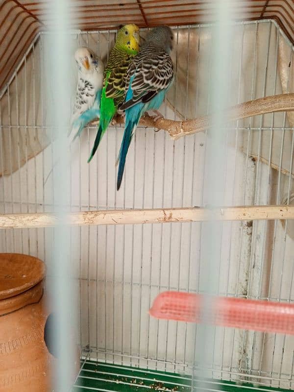 Budgies Pair For Sale 2