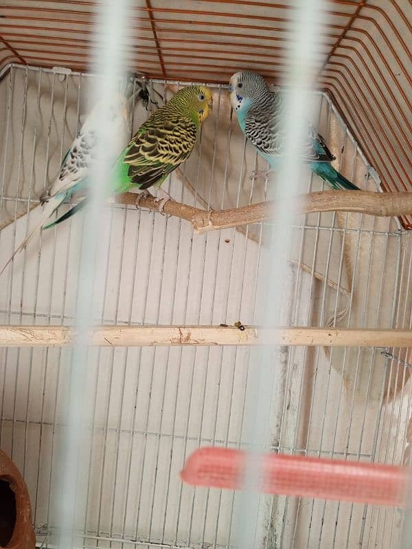 Budgies Pair For Sale 3