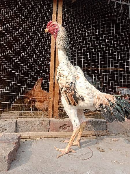 Aseel | Aseel Hens | Hens | Aseel For Sale 1