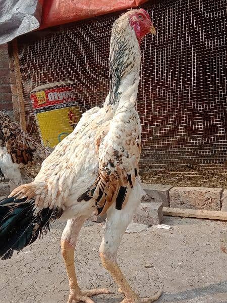 Aseel | Aseel Hens | Hens | Aseel For Sale 2