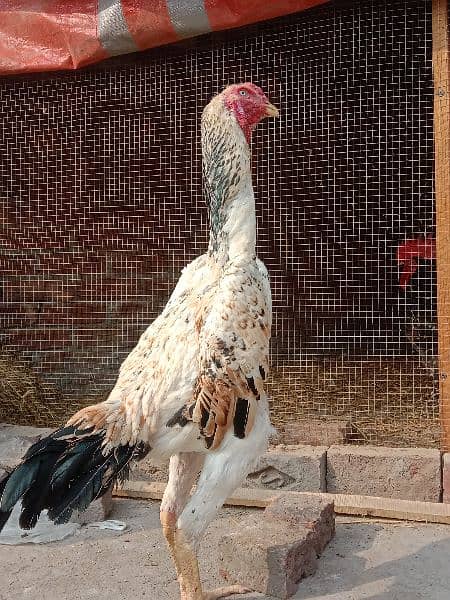 Aseel | Aseel Hens | Hens | Aseel For Sale 3