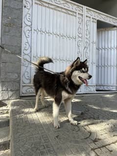 Siberian Husky