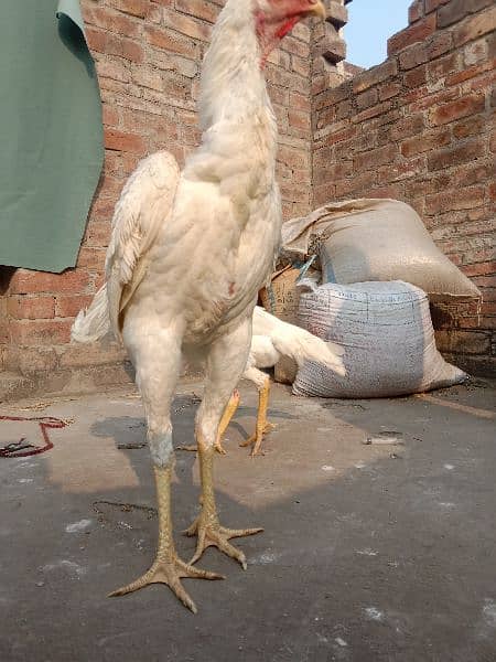 Aseel | Aseel Hens | Hens | Aseel Shamo | Shamo For Sale 1