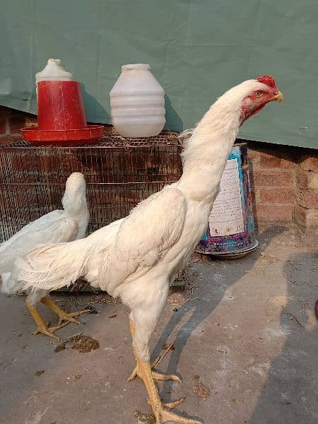 Aseel | Aseel Hens | Hens | Aseel Shamo | Shamo For Sale 2