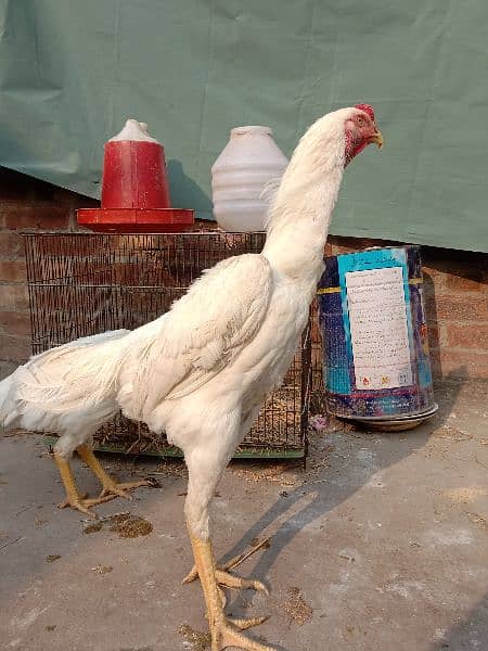 Aseel | Aseel Hens | Hens | Aseel Shamo | Shamo For Sale 3