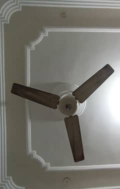 Pak Ceiling fan