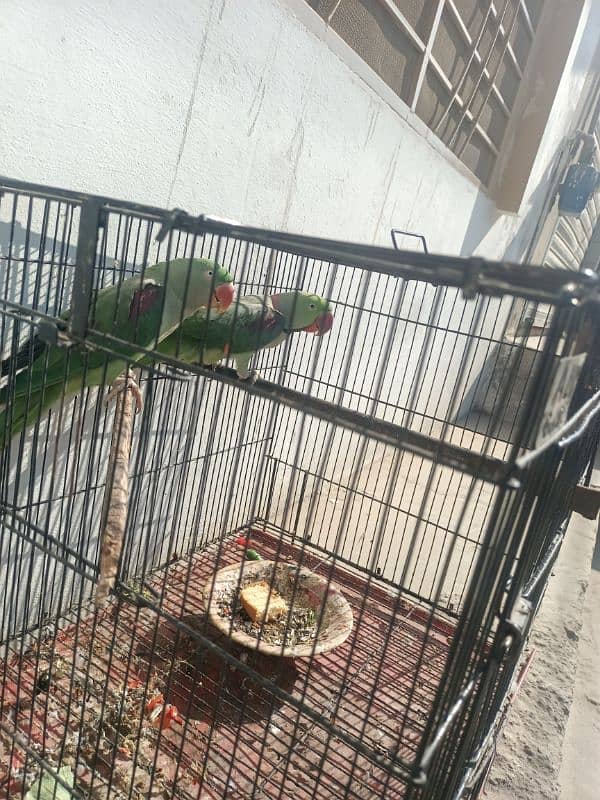 Raw parrot 0