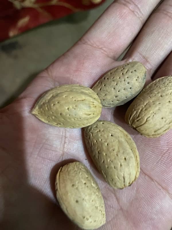 Dry fruit Almond (بادام) 2