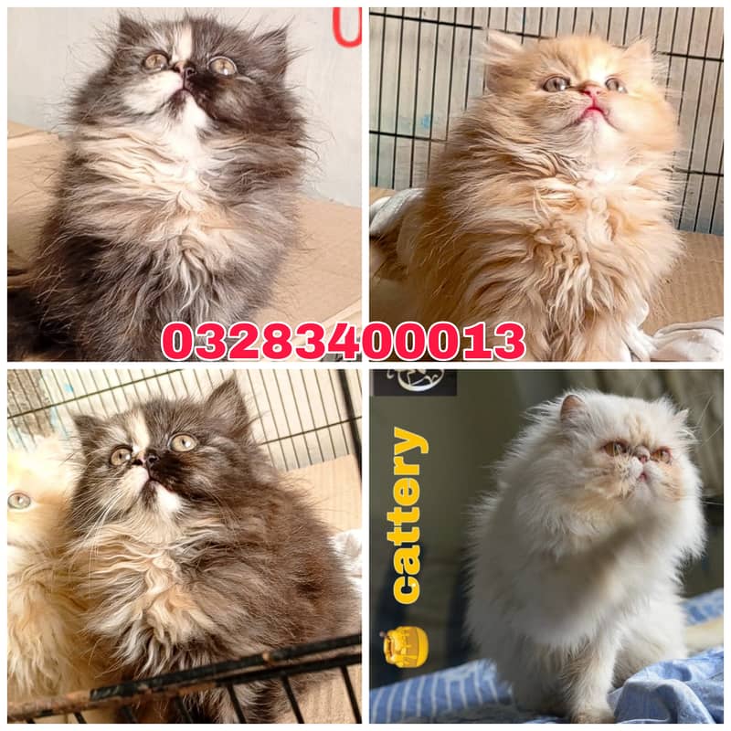 CFA peki bloodline pure pershion semi punch face triple coatd kittens 0