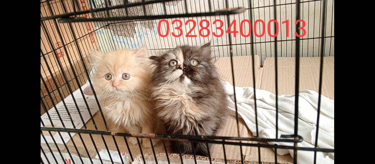 CFA peki bloodline pure pershion semi punch face triple coatd kittens 3