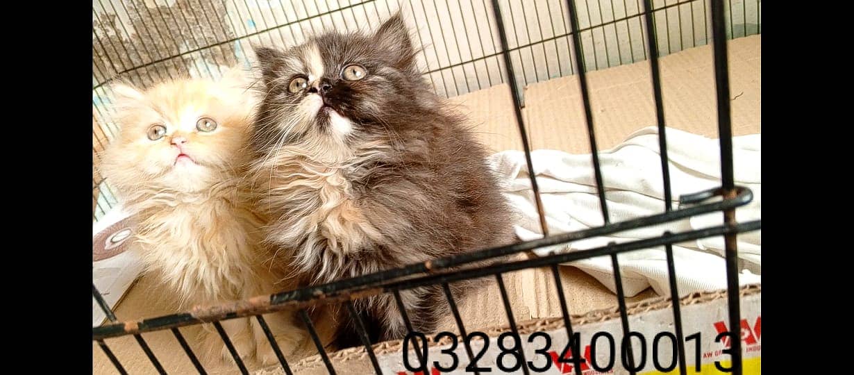 CFA peki bloodline pure pershion semi punch face triple coatd kittens 4