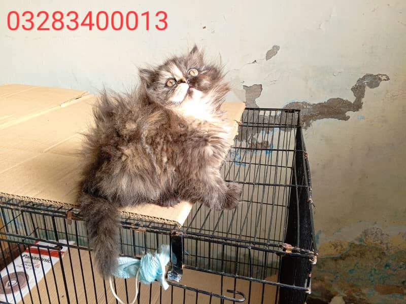 CFA peki bloodline pure pershion semi punch face triple coatd kittens 8