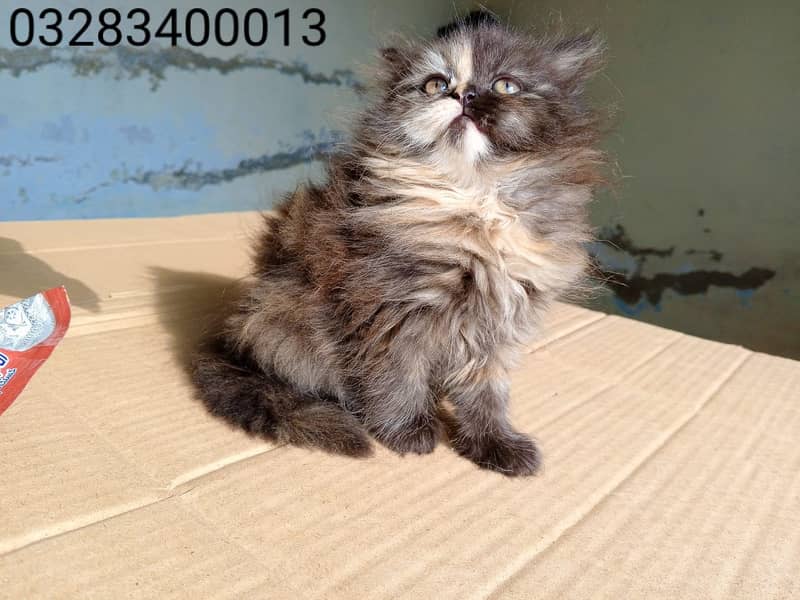 CFA peki bloodline pure pershion semi punch face triple coatd kittens 9