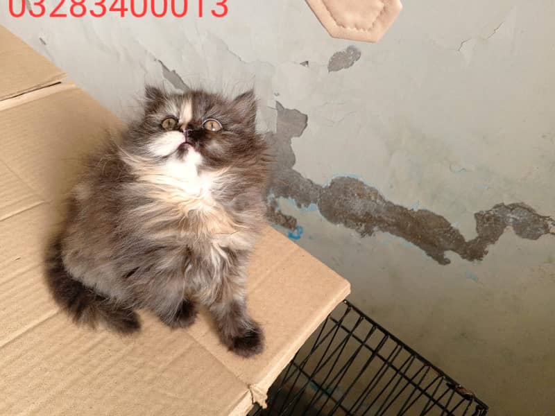 CFA peki bloodline pure pershion semi punch face triple coatd kittens 10