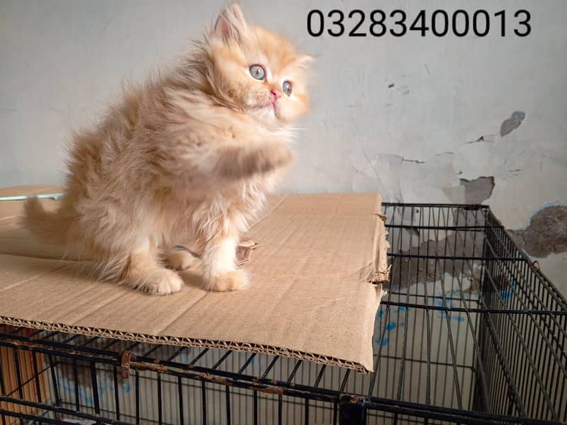 CFA peki bloodline pure pershion semi punch face triple coatd kittens 11