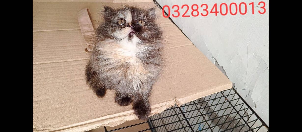 CFA peki bloodline pure pershion semi punch face triple coatd kittens 13