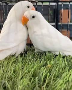 albino split love bird  03222510000