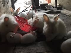 angora graint rabbits