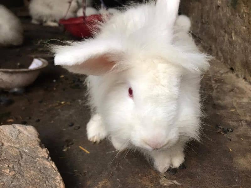 angora graint rabbits 3