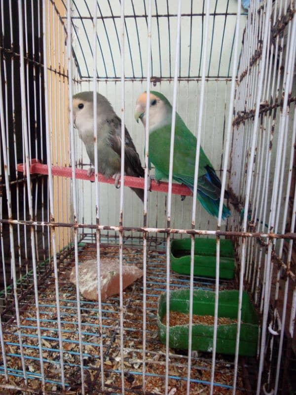 Parrot 1