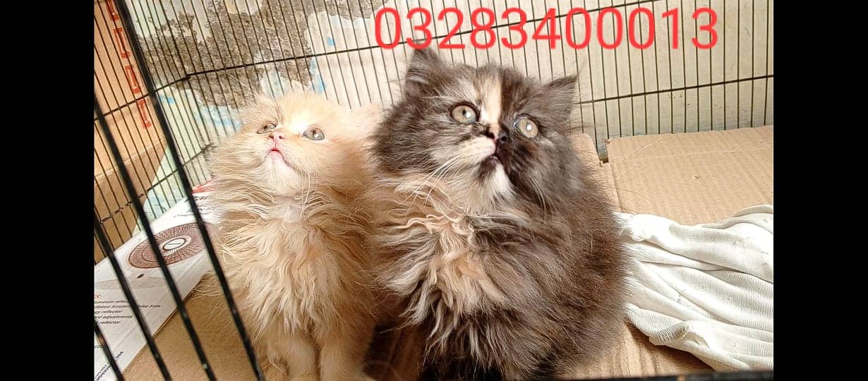 CFA peki bloodline pure pershion semi punch face tripl coated kittens 3