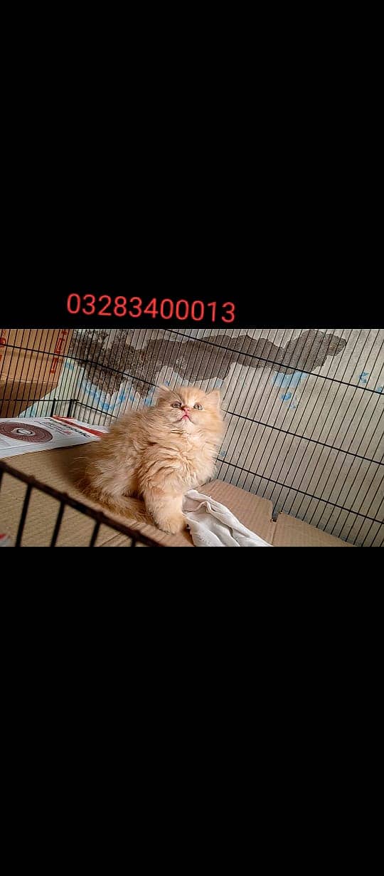 CFA peki bloodline pure pershion semi punch face tripl coated kittens 16