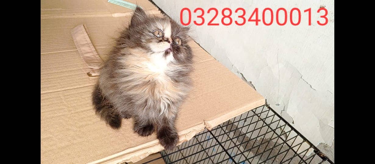 CFA peki bloodline pure pershion semi punch faceTriple coated kittens 17