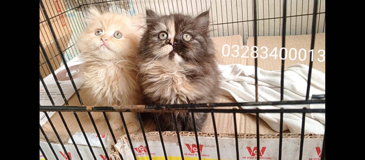 CFA peki bloodline pure pershion semi punch face Triple coated kittens 16