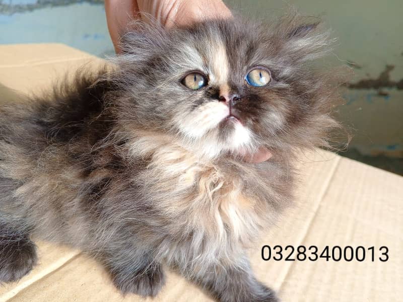 CFA peki bloodline pure pershion semi punch face triple coated kittens 9