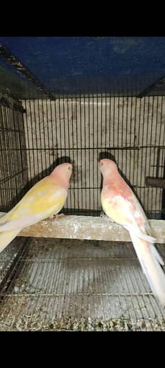 love birds, cocktails, burki breeder pairs Read Add carefully