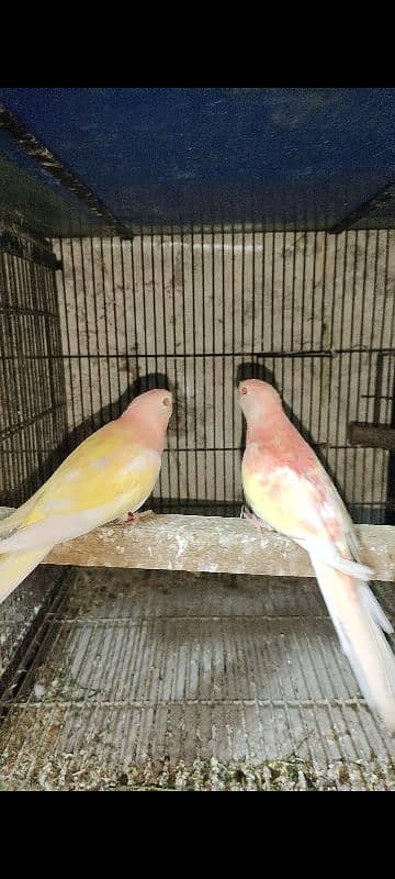 love birds, cocktails, burki breeder pairs Read Add carefully 0