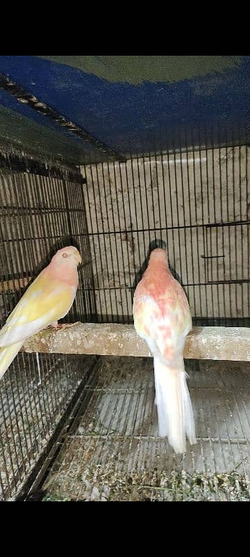 love birds, cocktails, burki breeder pairs Read Add carefully 1