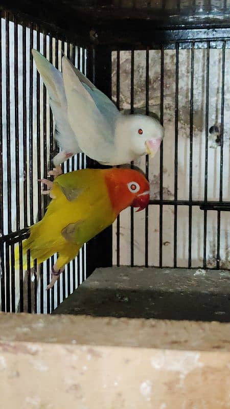 love birds, cocktails, burki breeder pairs Read Add carefully 3