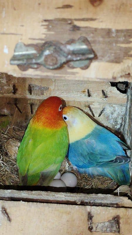 love birds, cocktails, burki breeder pairs Read Add carefully 4