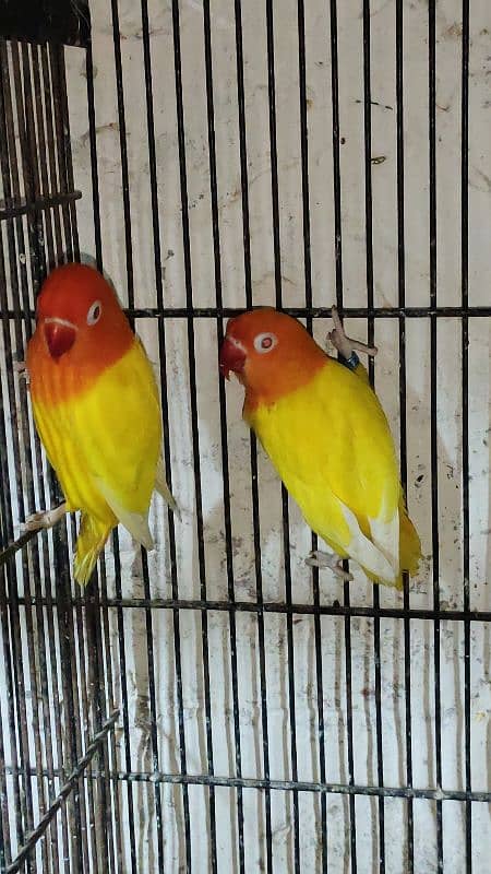 love birds, cocktails, burki breeder pairs Read Add carefully 6